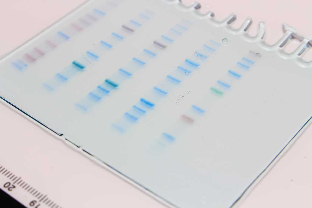  Precast Protein Gels 10 x 8cm, 4-20%, 12 Well